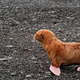 Illustration for article titled Rejected Ginger Seal Pup Gets A Happy Ending, Webcam